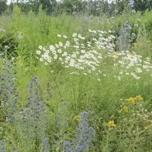 Wild-lavender-and-chamomile-in-Quebec-Canada-