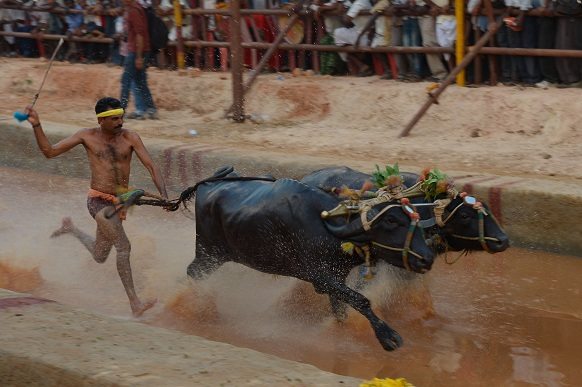 'A farmer whips a buffalo, trying to make it run faster,"