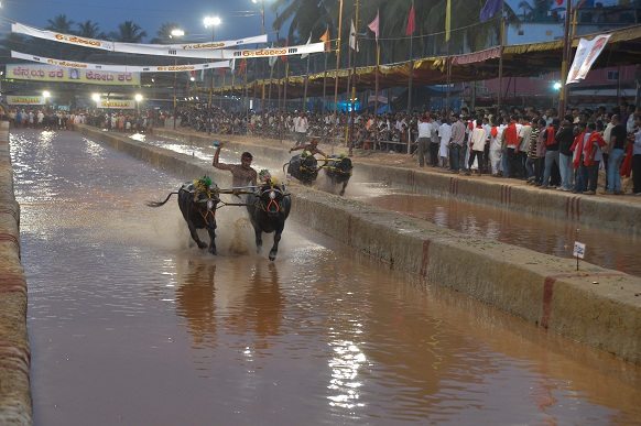 "A team running away with the race at the Kambala in Puttur, "