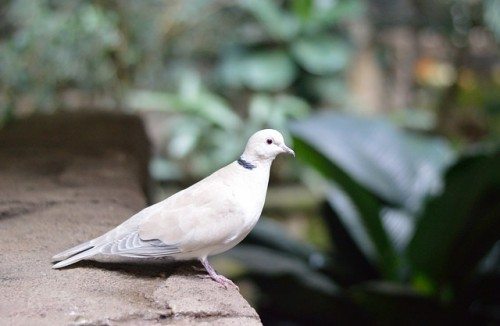 ‘Spy pigeon’ from Pakistan caught by Indian authorities in Punjab