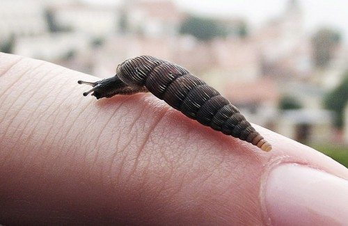 Scientists stop aging process in worms, humans may be next