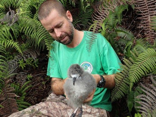 Endangered Hawaiian petrels moved to Kilauea Point National Wildlife Refuge