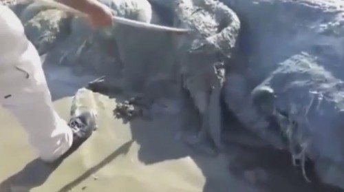 Mysterious sea monster washes up dead on Mexico shore