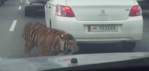Tiger on the loose on Doha street was part of a Malayalam film
