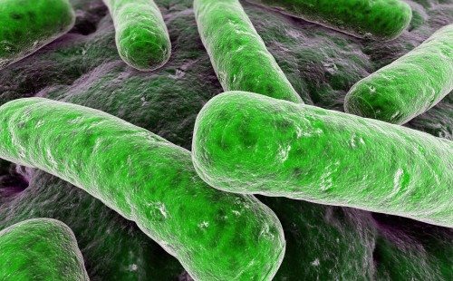 Movement of bacteria could soon power smartphones, say experts