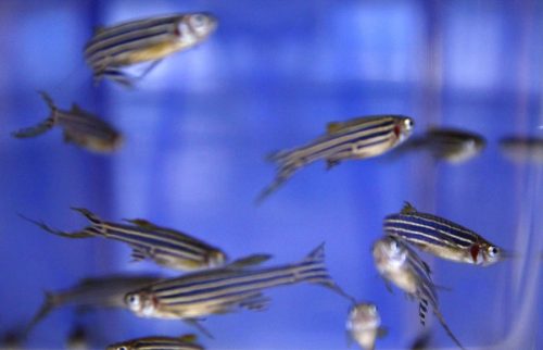 Genes in tissues of mice and zebrafish found alive even after death