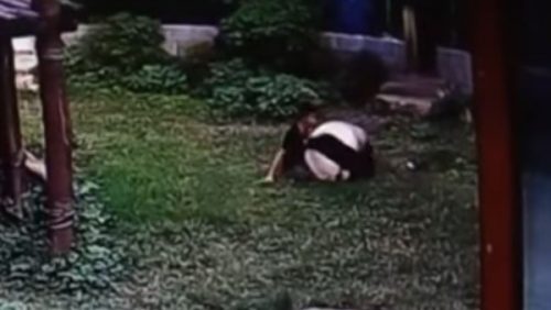 Watch video of man wrestling with a Panda to impress 2 girls