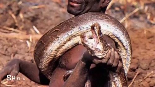 Two tribesmen from India get a job in Florida: catch pythons