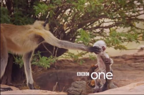 BBC ‘Spy In The Wild’ series: Monkeys mourn the death of a robot baby; Chimp adopts kitten
