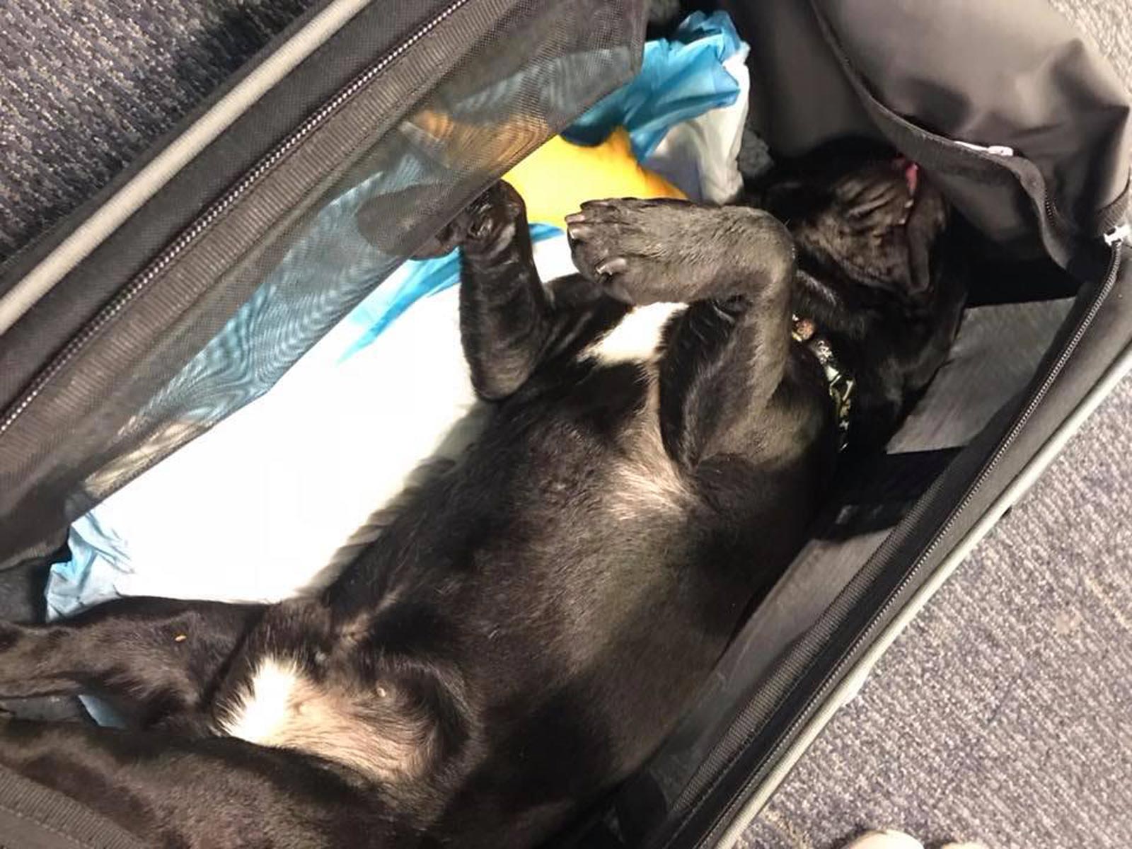united airlines in cabin pet weight limit