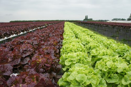 Agriculture