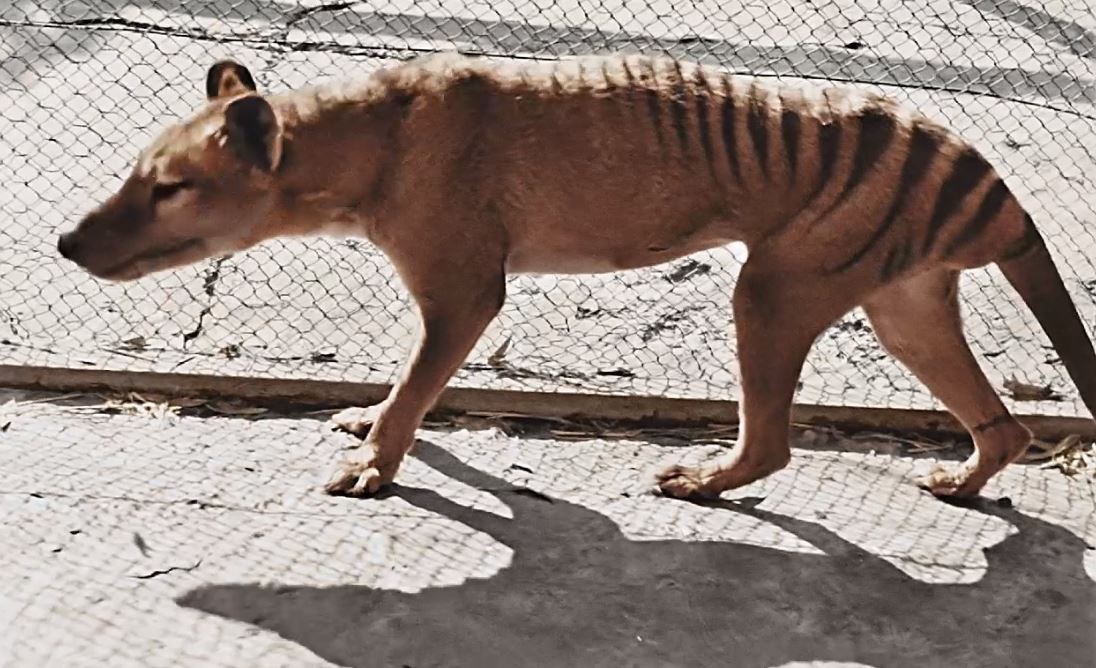 Genetics startup wants to bring the Tasmanian tiger back