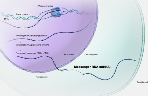 The comment section is torching thirty years of mRNA research